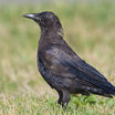 Northwestern Crow